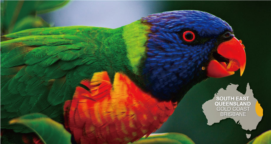 “lorikeet”